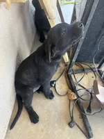 Kevin, a male Labrador Retriever for sale in Mescal, AZ – 5 of 5