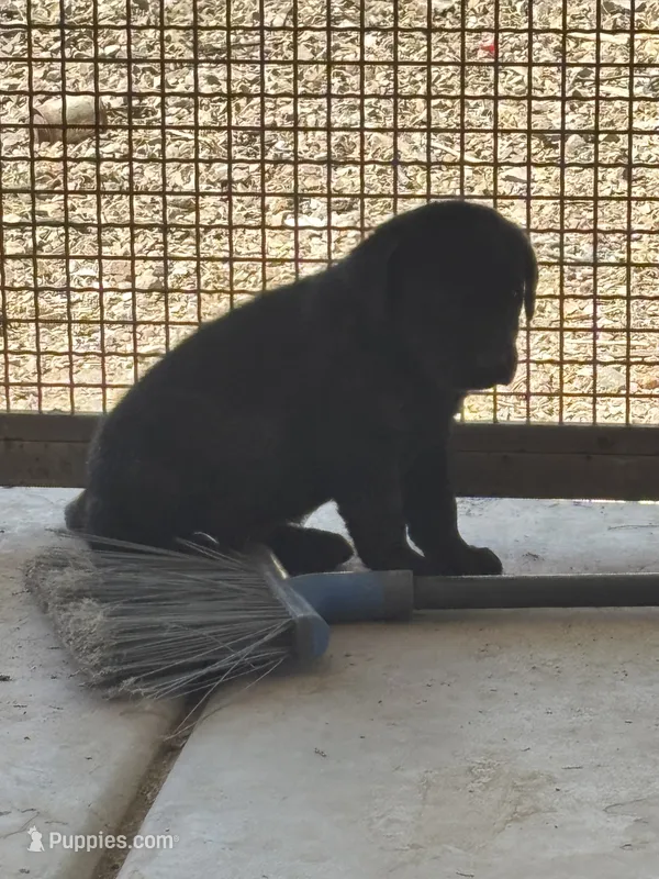 Beef – Labrador Retriever puppy for sale in Mescal, AZ