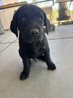 Kevin, a male Labrador Retriever for sale in Mescal, AZ – 2 of 5