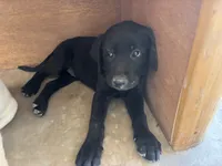 Mary, a female Labrador Retriever for sale in Mescal, AZ – 2 of 4