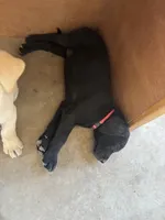 Mary, a female Labrador Retriever for sale in Mescal, AZ – 4 of 4
