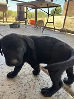 Mary, a female Labrador Retriever for sale in Mescal, AZ – 3 of 4