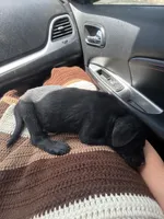 Kevin, a male Labrador Retriever for sale in Mescal, AZ – 4 of 5