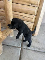 Kevin, a male Labrador Retriever for sale in Mescal, AZ – 2 of 2