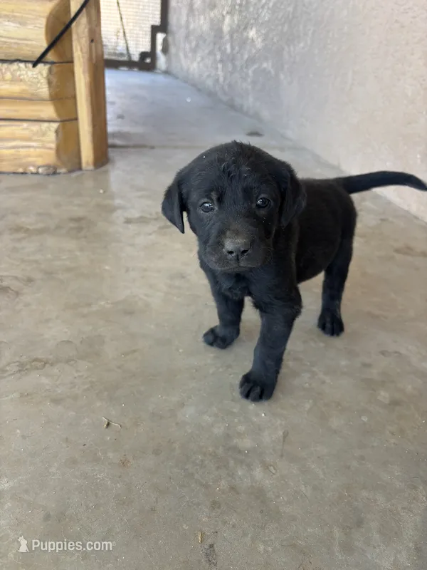 Mary – Labrador Retriever puppy for sale in Mescal, AZ