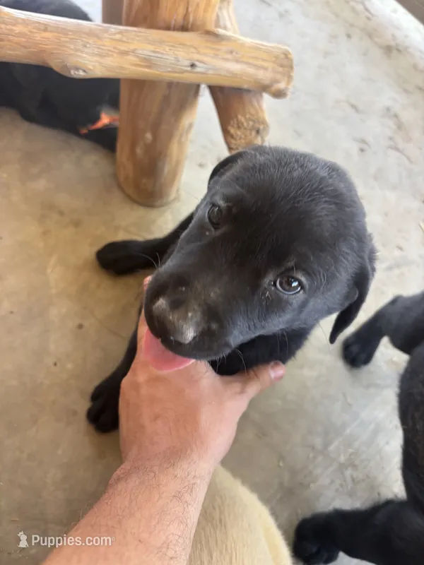 Mary – Labrador Retriever puppy for sale in Mescal, AZ