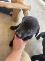Mary, a female Labrador Retriever for sale in Mescal, AZ – 1 of 4