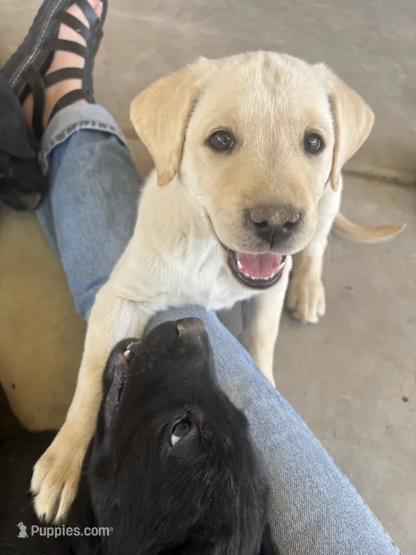 Candy  – Labrador Retriever puppy for sale in Mescal, AZ