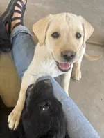Candy , a female Labrador Retriever for sale in Mescal, AZ – 1 of 6