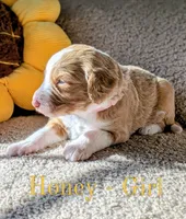 Honey, a female Aussiedoodle for sale in Powhatan, VA – 2 of 3