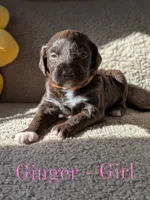 Ginger, a female Aussiedoodle for sale in Powhatan, VA – 1 of 3