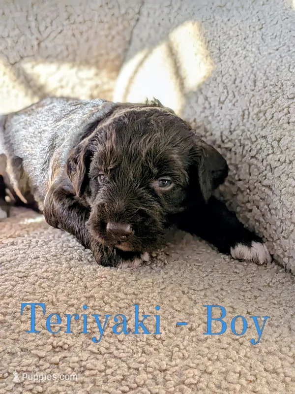 Teriyaki – Aussiedoodle puppy for sale in Powhatan, VA