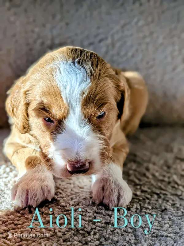 Aioli – Aussiedoodle puppy for sale in Powhatan, VA