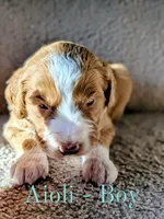 Aioli, a male Aussiedoodle for sale in Powhatan, VA – 1 of 3