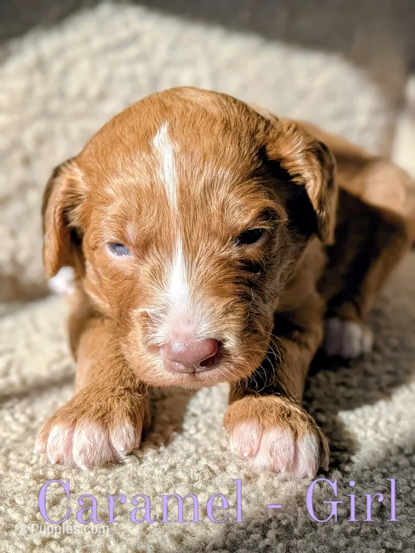 Caramel – Aussiedoodle puppy for sale in Powhatan, VA