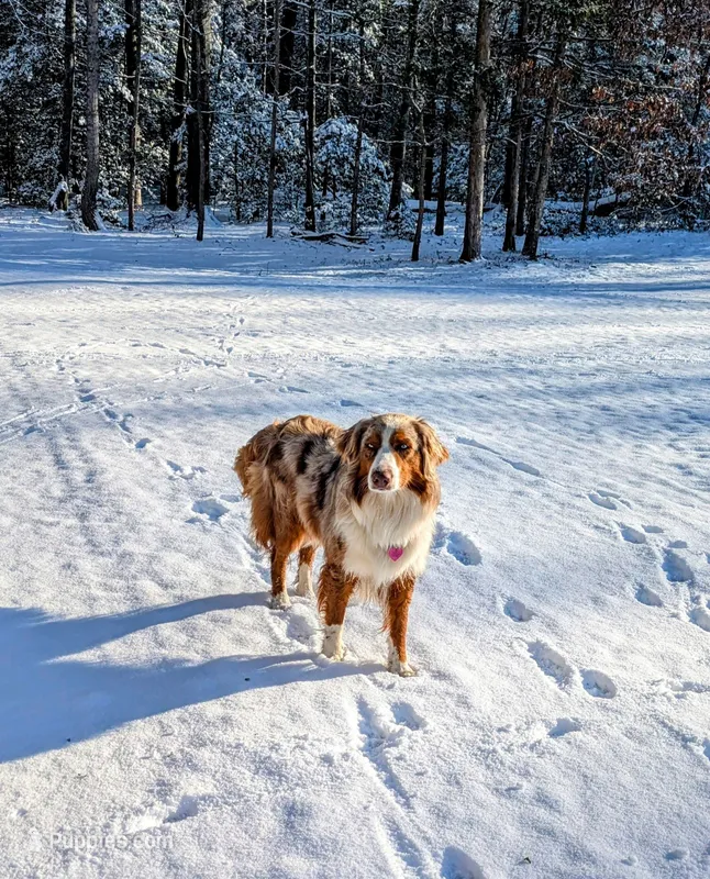 Autumn – Australian Shepherd puppy for sale in Powhatan, VA