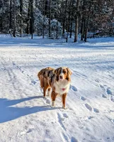 Autumn, a female Australian Shepherd for sale in Powhatan, VA – 1 of 3