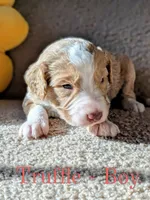 Truffle, a male Aussiedoodle for sale in Powhatan, VA – 2 of 3