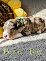 Pesto, a male Aussiedoodle for sale in Powhatan, VA – 2 of 3