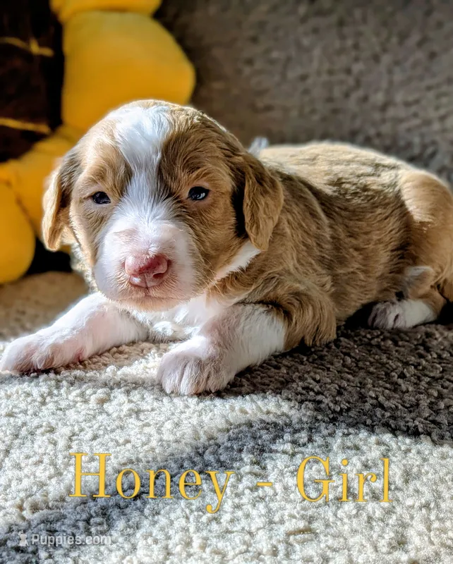 Honey – Aussiedoodle puppy for sale in Powhatan, VA