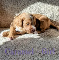 Caramel, a female Aussiedoodle for sale in Powhatan, VA – 2 of 3