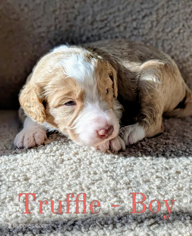 Truffle – Aussiedoodle puppy for sale in Powhatan, VA