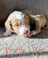 Truffle, a male Aussiedoodle for sale in Powhatan, VA – 1 of 3