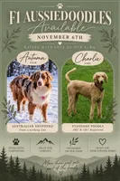 Caramel, a female Aussiedoodle for sale in Powhatan, VA – 3 of 3