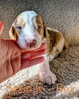 Sesame, a male Aussiedoodle for sale in Powhatan, VA – 2 of 3