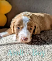 Aioli, a male Aussiedoodle for sale in Powhatan, VA – 2 of 3