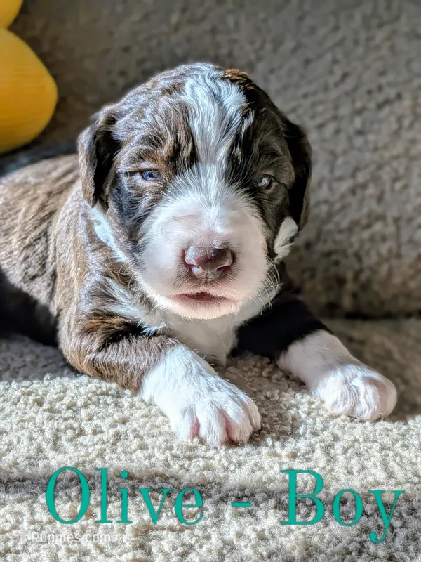 Olive – Aussiedoodle puppy for sale in Powhatan, VA