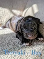 Teriyaki, a male Aussiedoodle for sale in Powhatan, VA – 2 of 3
