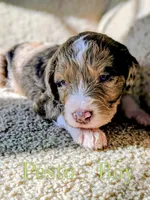 Pesto, a male Aussiedoodle for sale in Powhatan, VA – 1 of 3