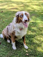 Autumn, a female Australian Shepherd for sale in Powhatan, VA – 2 of 3
