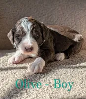 Olive, a male Aussiedoodle for sale in Powhatan, VA – 2 of 3