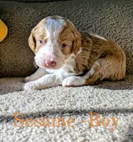 Sesame, a male Aussiedoodle for sale in Powhatan, VA – 1 of 3
