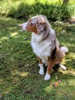 Autumn, a female Australian Shepherd for sale in Powhatan, VA – 3 of 3