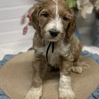 processed/0277763c-ef6f-4b5a-a426-bd2281c6c84f/facility/4540e914-eec9-411e-b4f3-4a74343de4b1