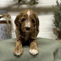Blue Collar, a male Goldendoodle for sale in Macon, GA – Photo 5 of 7