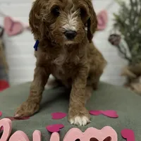 Blue Collar, a male Goldendoodle for sale in Macon, GA – Photo 4 of 7