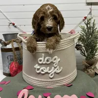 Blue Collar, a male Goldendoodle for sale in Macon, GA – Photo 1 of 7