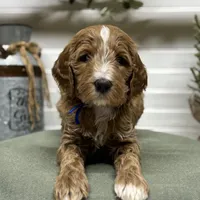 Blue Collar, a male Goldendoodle for sale in Macon, GA – Photo 7 of 7
