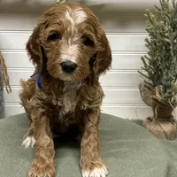 Blue Collar, a male Goldendoodle for sale in Macon, GA – Photo 6 of 7