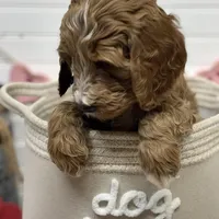 Blue Collar, a male Goldendoodle for sale in Macon, GA – Photo 2 of 7