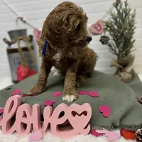 Blue Collar, a male Goldendoodle for sale in Macon, GA – Photo 3 of 7