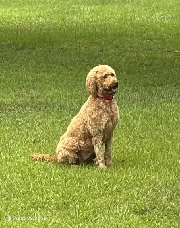 June , a male Goldendoodle for sale in Macon, GA – 1 of 3