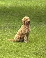 June , a male Goldendoodle for sale in Macon, GA – 1 of 3