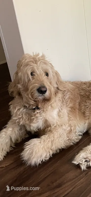  Cash  – Goldendoodle puppy for sale in Macon, GA