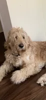  Cash , a male Goldendoodle for sale in Macon, GA – 1 of 1