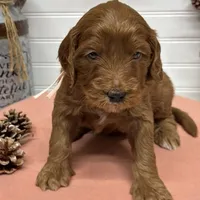 Light pink  Collar, a female Goldendoodle for sale in Macon, GA – Photo 2 of 4